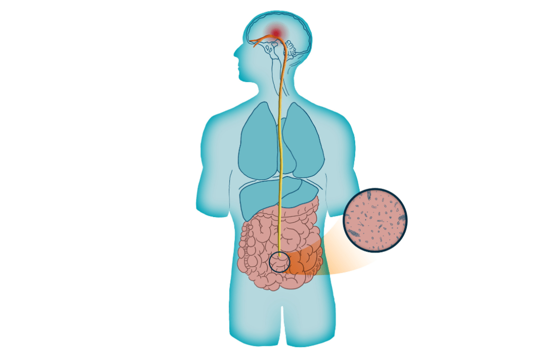 Impact of Gut Microbiome on human health image shows the impact of gut health on human brain